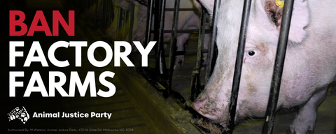 Bumper Sticker: Ban Factory Farms Pigs